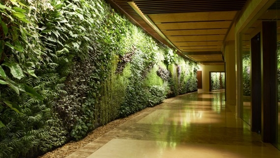دیوارهای سبز، دیوارهای اکسیژن ساز شهری