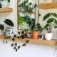 ایده های جذاب برای طراحی داخلی بوسیله گیاهان آپارتمانی